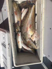 Orange Beach Report Photo 2