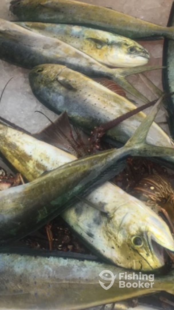 Lobster and mahi, all in a full day charter with Anglers Answer Sportfishing