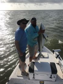 Sharks and trout 