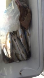 Speckled Trout arebitin