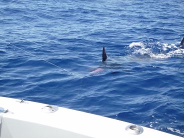 Funchal Report Photo 3