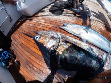 Agat Report Photo 1