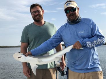 Naples Ten Thousand Islands Shark