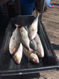Orange Beach Report Photo 1