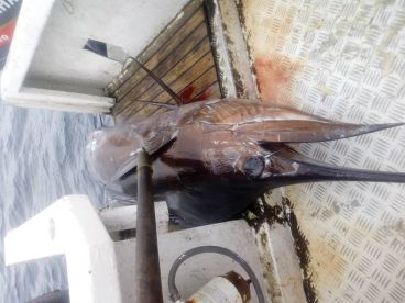 Cuvu Report Photo 2