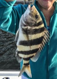 Sheepshead was on the bite February 2019