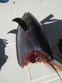 Le Morne Report Photo 2