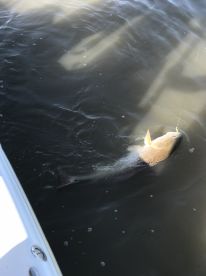 Venice Report Photo 1