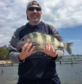 sheepshead man navarre