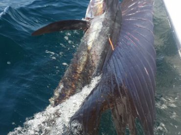 Fujairah Report Photo 2