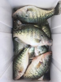 Table Rock Lake Report Photo 2