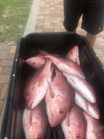 Orange Beach Report Photo 2