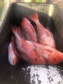 Orange Beach Report Photo 1