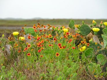Prickly pear cactus in bloom.