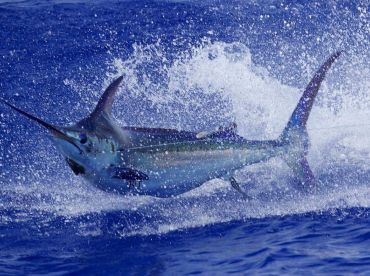Costa Adeje Report Photo 2