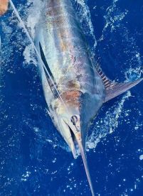 Costa Adeje Report Photo 1
