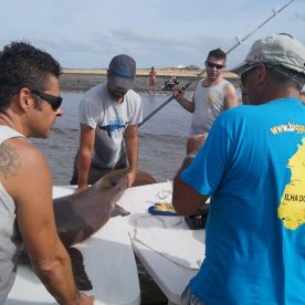 nurse shark, tagged