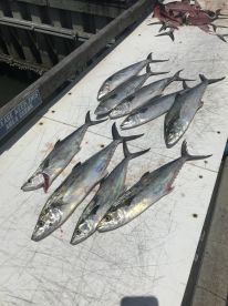 Mackerel