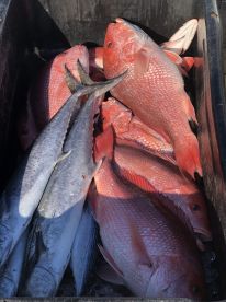 Orange Beach Report Photo 1