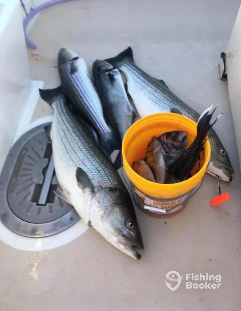 Montauk Report Photo 0