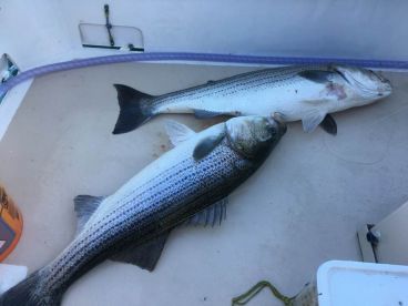 Montauk Report Photo 2