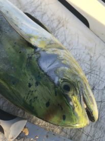 Pompano Beach Report Photo 2