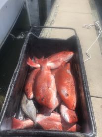 Orange Beach Report Photo 2