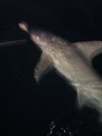 Carrabelle Report Photo 2