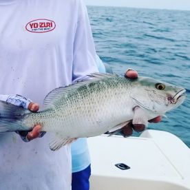 Snapper galore!