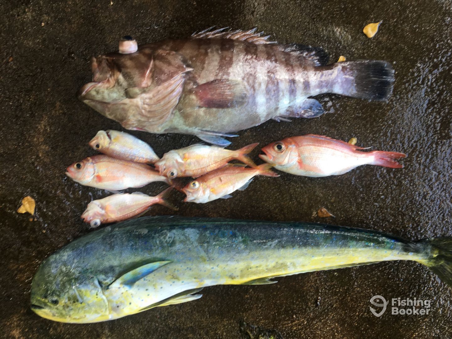 Grouper, Snapper and Dorado!