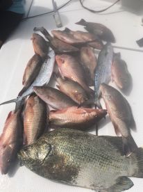 Sarasota Report Photo 2
