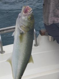 25 lbs Amberjack for Neilo.