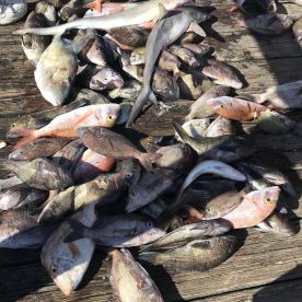 Carolina Beach Report Photo 2