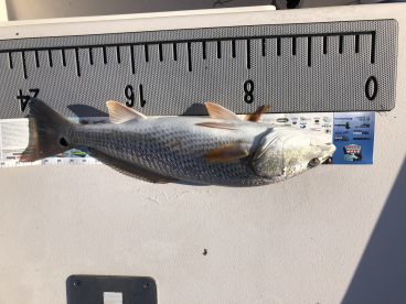 Sarasota Report Photo 1