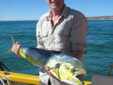 Dorado are here!
