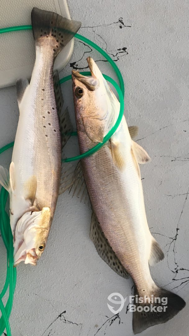 Trout Galveston Fishing Report FishingBooker