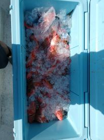Fort Lauderdale Report Photo 2