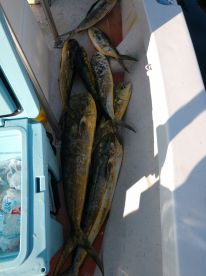 Fort Lauderdale Report Photo 1