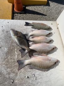 Marco Island Report Photo 2