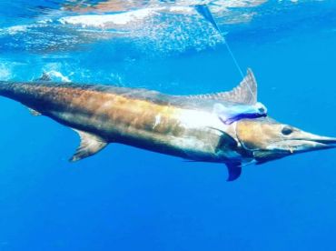 Blue Marlin on Lure