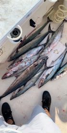 December kings red grouper blackfi