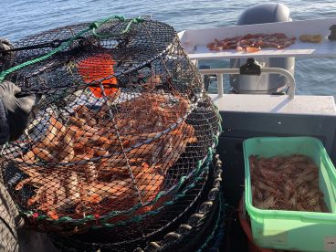 One of several prawn traps