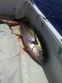Le Morne Report Photo 2