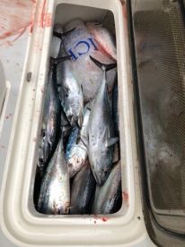 Wrightsville Beach Report Photo 1
