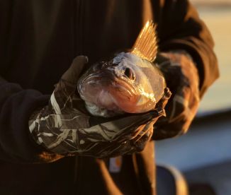 Columbia River - Tri Cities area picking