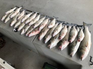 Pottsboro Report Photo 1