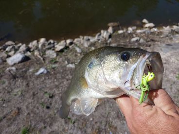 Bass action has been good with the right lure