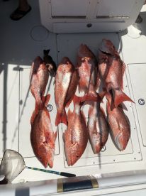 Gulf Shores Report Photo 2