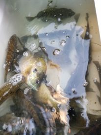 Memories Made Guide Service Panfish!