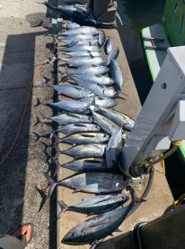 Dania Beach Report Photo 1